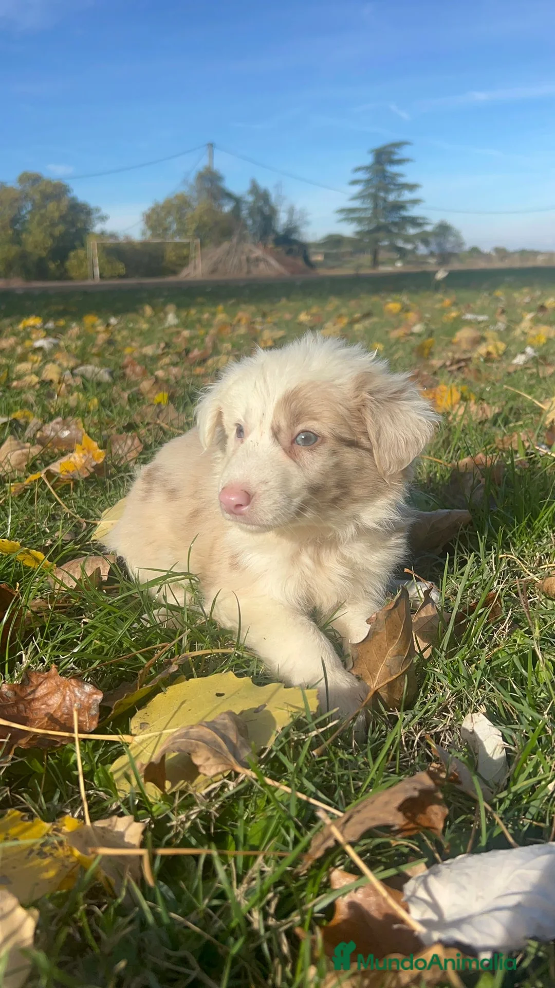Border Collie perros en venta: Borde collie  - Anuncio 4