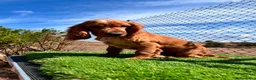 Cocker Spaniel Inglés perros en venta: Cocker inglés disponibles💙🐾 - Anuncio 8