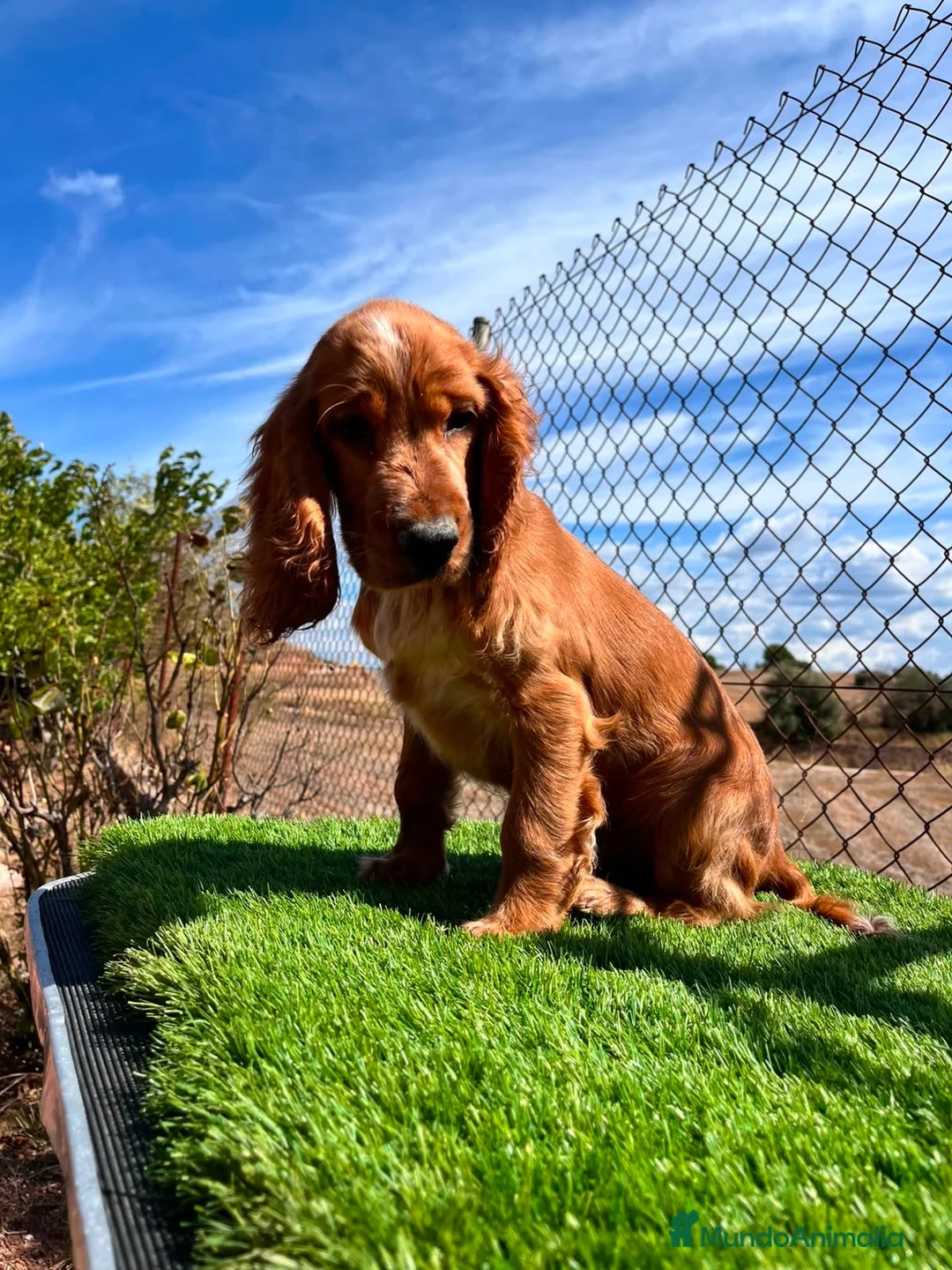 Cocker Spaniel Inglés perros en venta: Cocker inglés disponibles💙🐾 - Anuncio 8