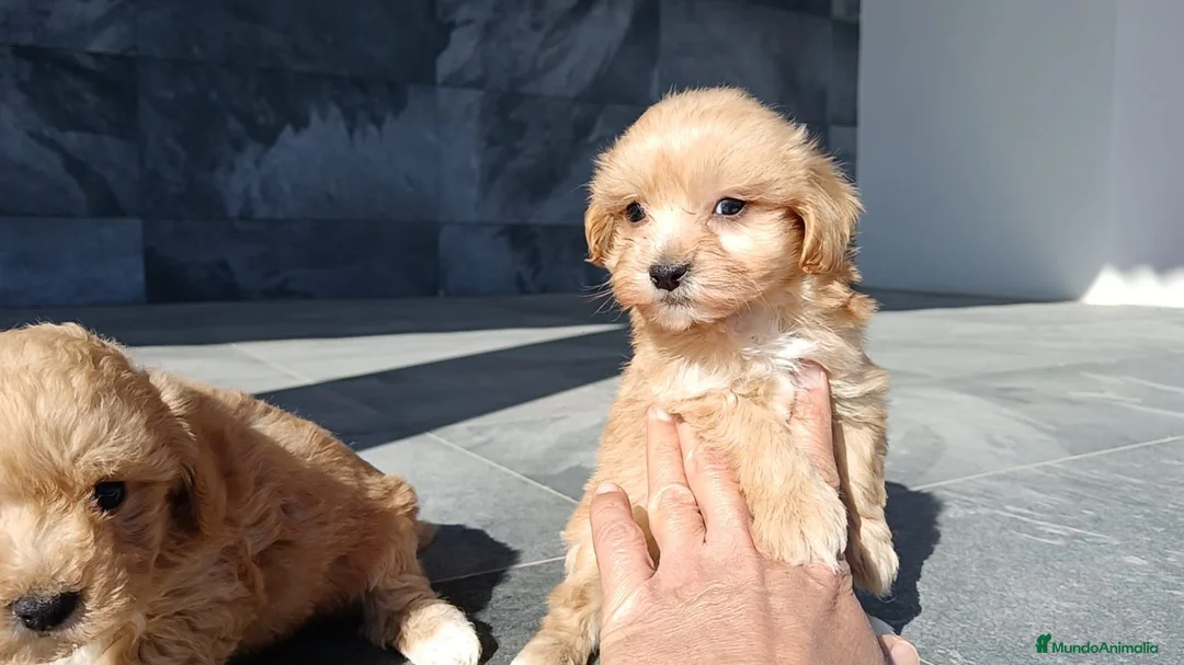 Maltipoo perros en venta: Maltipoo  - Anuncio 2