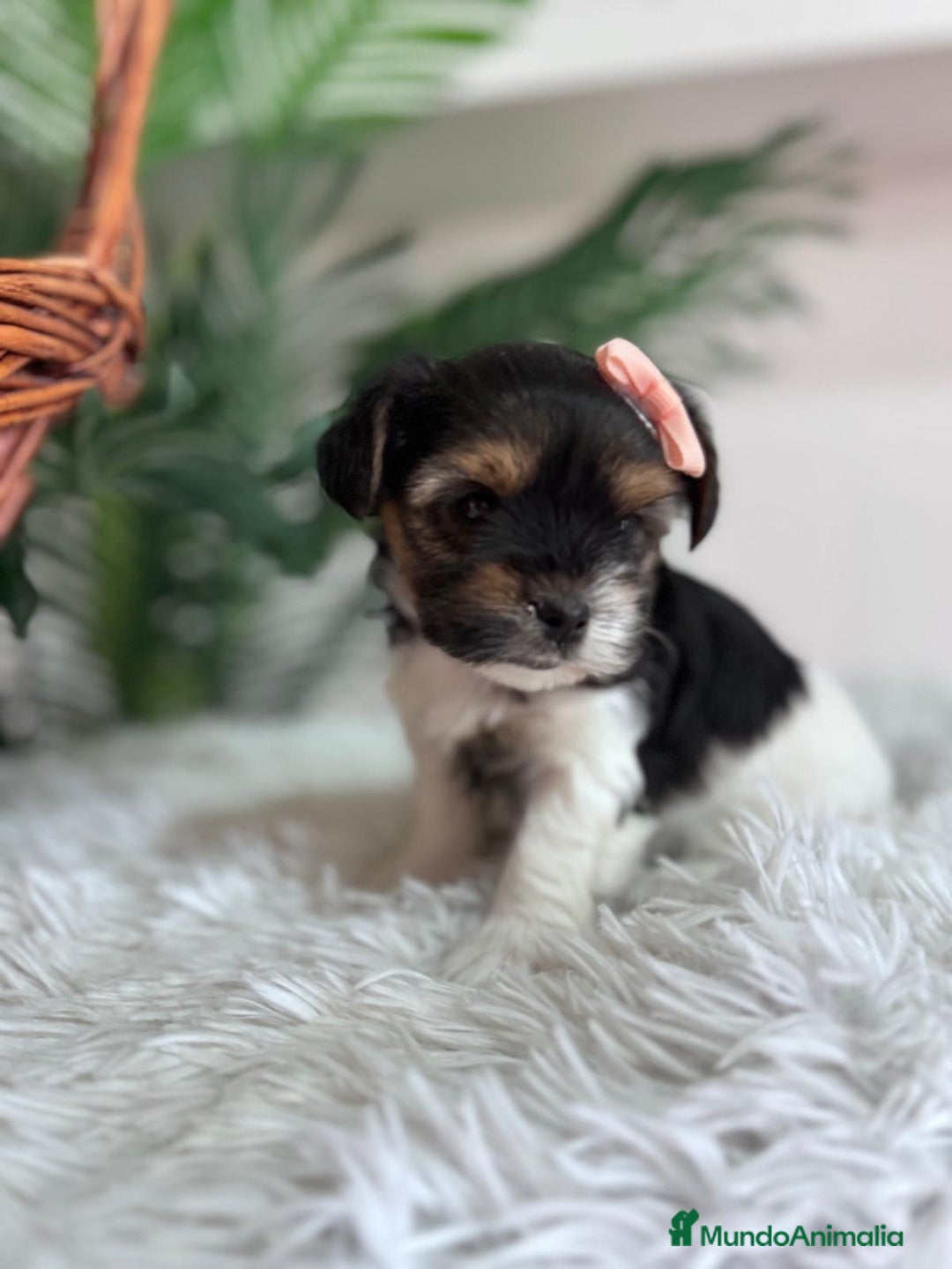 Yorkshire Terrier perros en venta: YORKSHIRE BIEWER HEMBRA - Anuncio 7