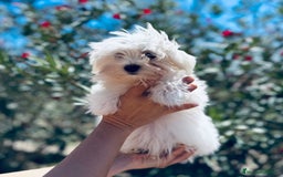 Bichón Maltés perros en venta: BICHÓN MALTES TOY AMERICANO - Imagen 4