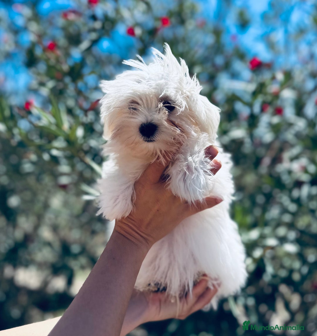 Bichón Maltés perros en venta: BICHÓN MALTES TOY AMERICANO - Imagen 4