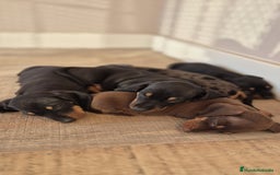 Teckel Miniatura perros en venta: Teckel Kaninchen con pedigree  - Imagen 1