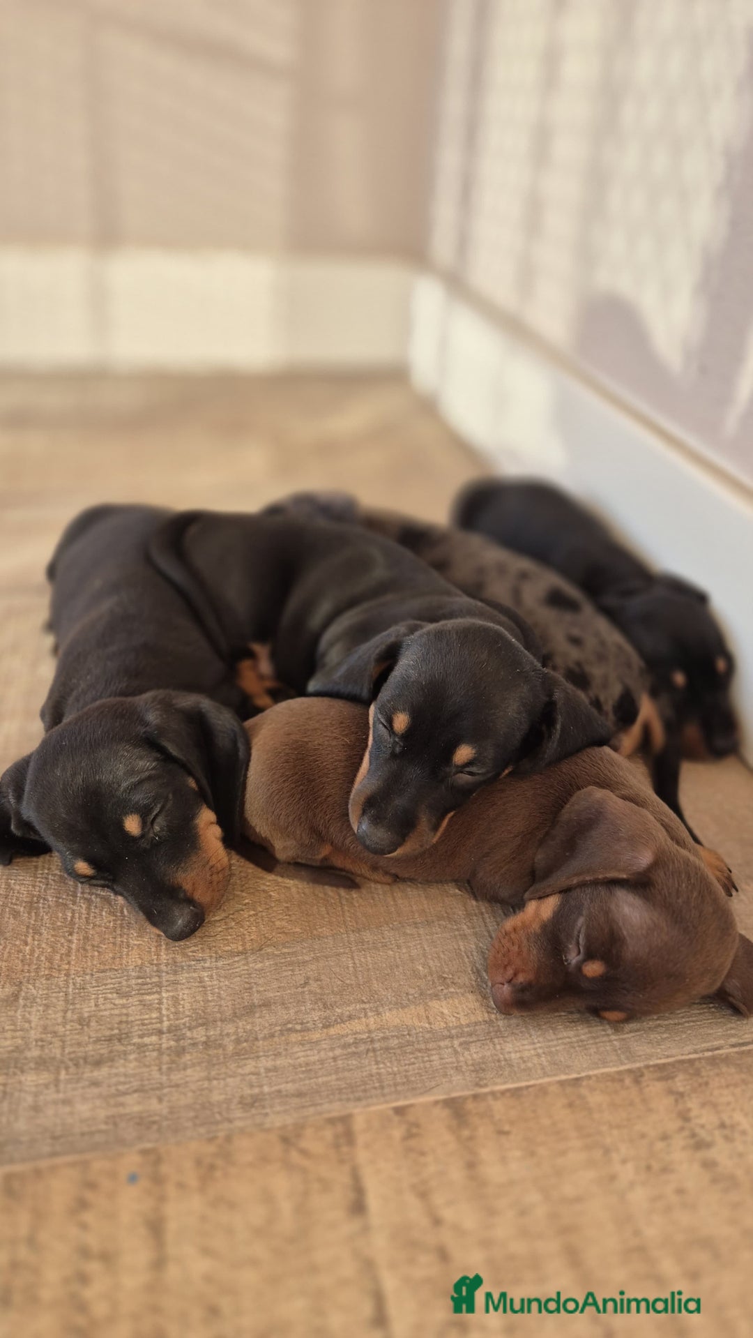 Teckel Miniatura perros en venta: Teckel Kaninchen con pedigree  - Imagen 1