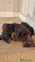 Teckel Miniatura perros - Anuncio 1