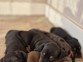 Teckel Miniatura perros - Anuncio 25