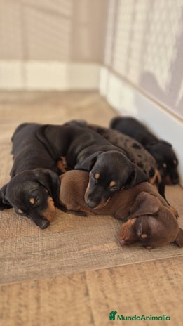 Teckel Miniatura perros - Anuncio 3