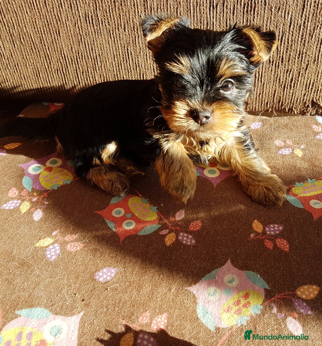 Yorkshire Terrier perros en venta: Cachorros Yorkshire  - Anuncio 3