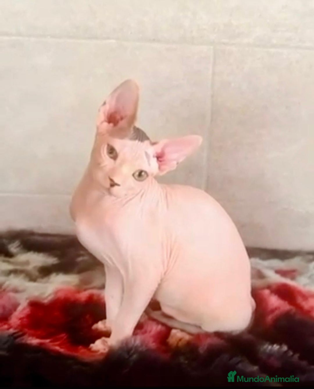 Sphynx gatos en venta: Sphynx únicos 💙💙💙 - Anuncio 2