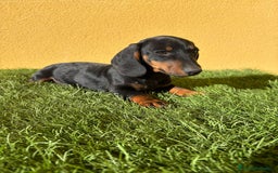 Teckel Miniatura perros en venta: macho teckel miniatura negro fuego  - Imagen 2