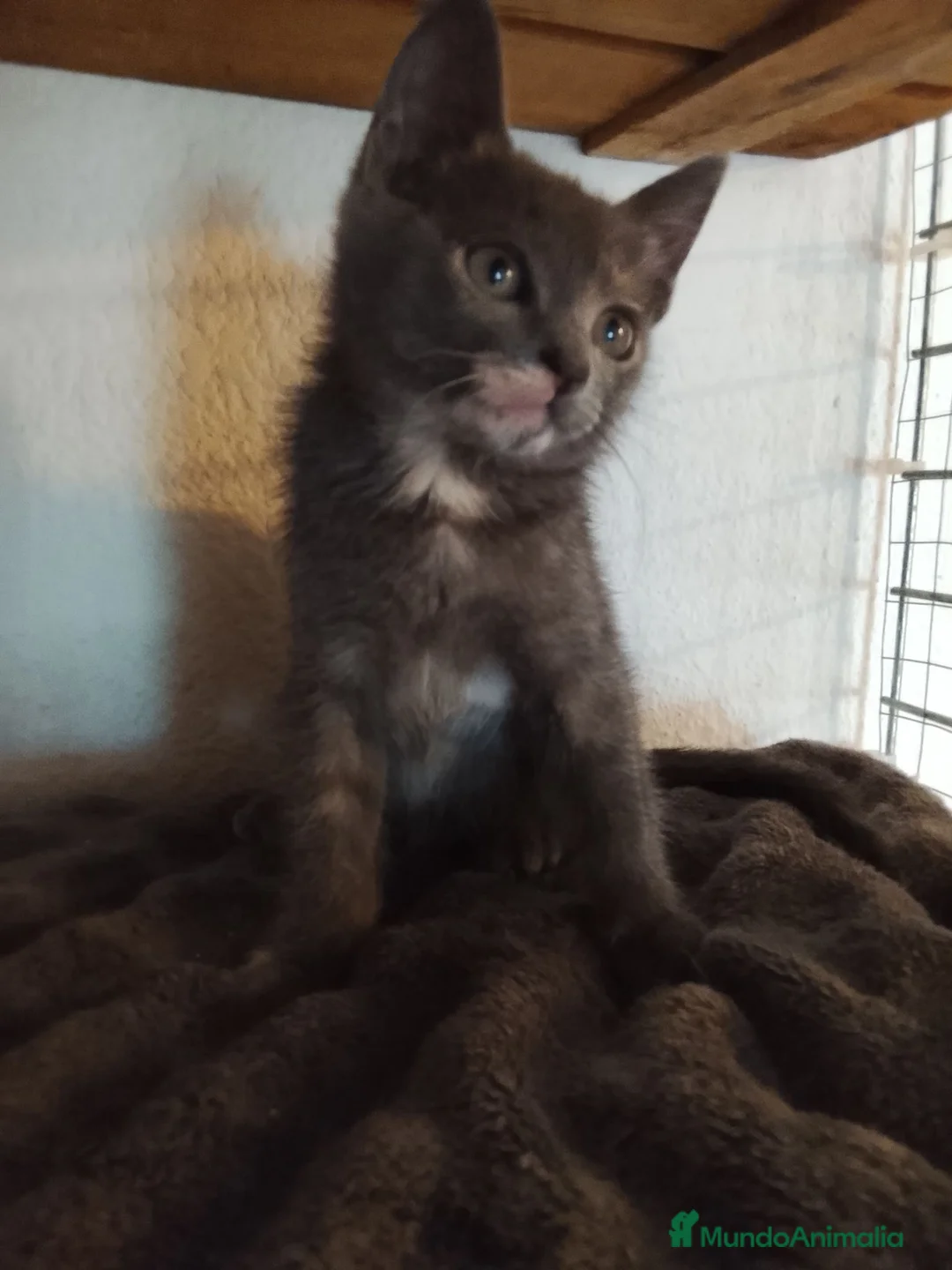 Raza Mixta gatos en adopcion: Salvia en adopción  - Anuncio 6