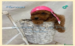 Caniche Toy perros en venta: Cachorros caniches toy - Imagen 1