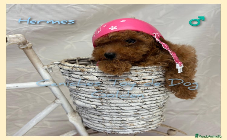 Caniche Toy perros - Propaganda 1