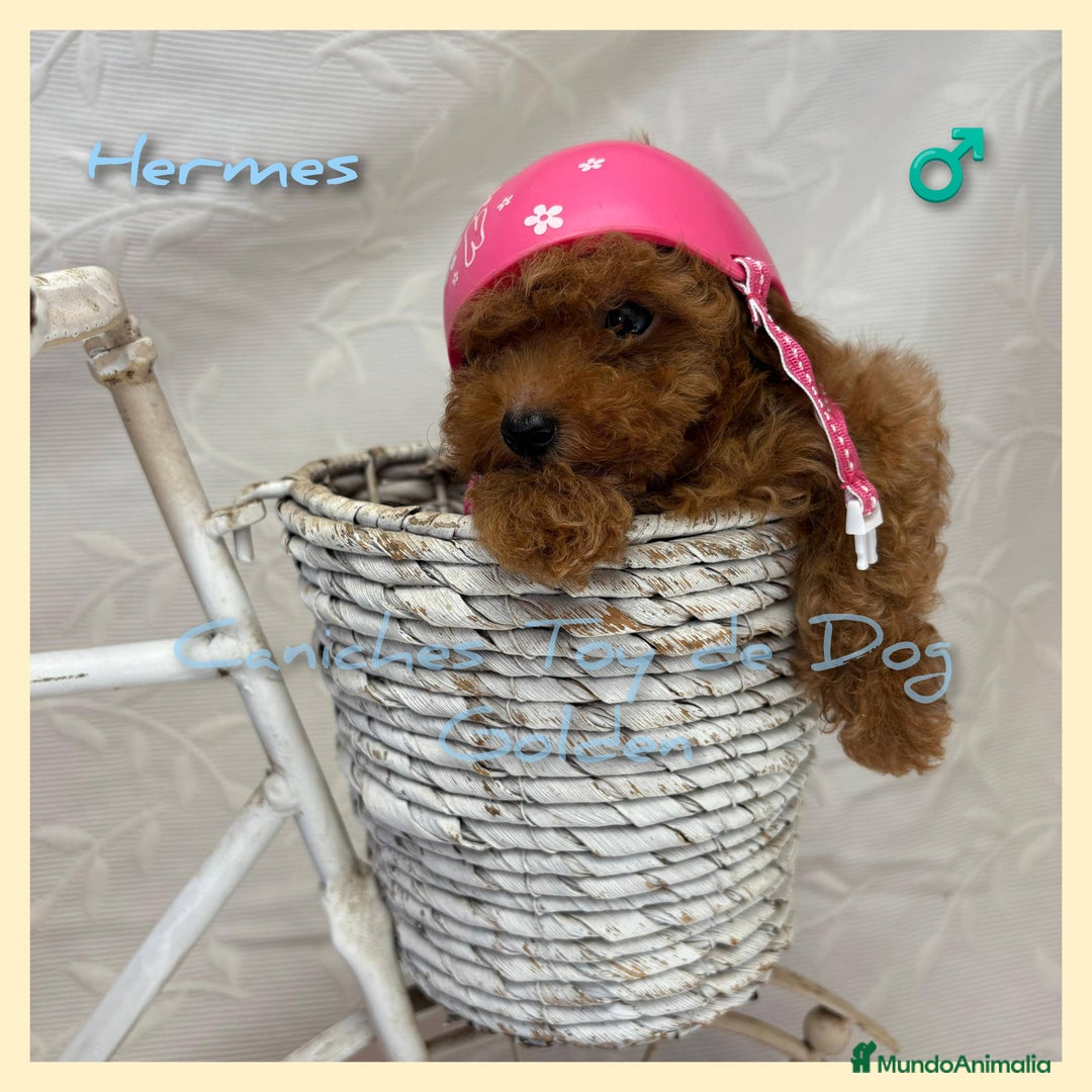 Caniche Toy perros en venta: Cachorros caniches toy - Imagen 1