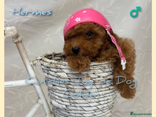 Caniche Toy perros - Anuncio 13