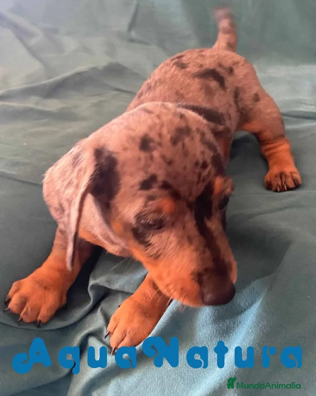 Teckel perros en venta: Teckel Macho de Tita Junior y Tilo 5835-AQUANATURA en Barcelona - Anuncio 4