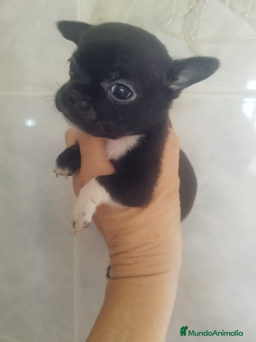 Chihuahua perros en venta: CHIHUAHUA MACHO TEA CUP - Imagen 4
