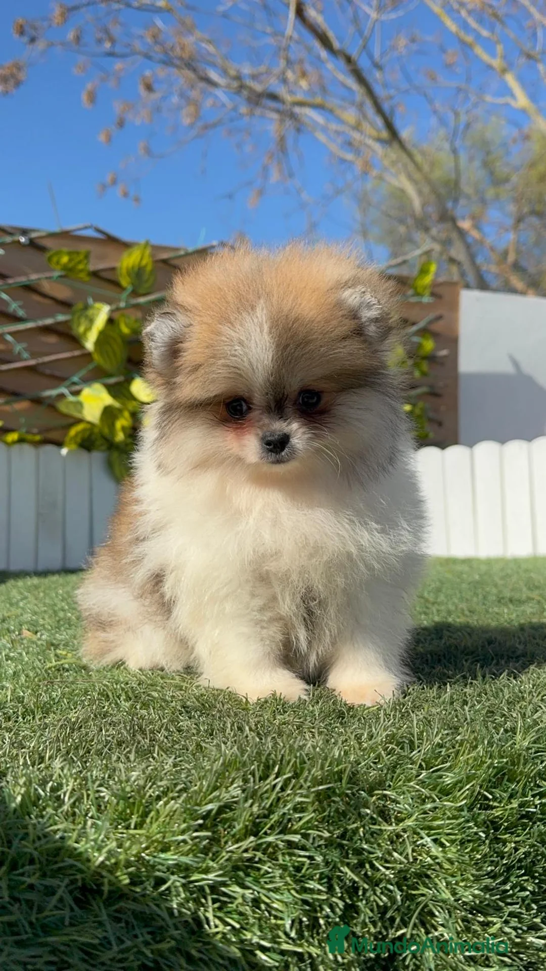 Pomerania perros en venta: POMERANIA HEMBRA - Anuncio 8