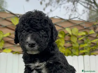 Perro de Agua Español perros PERRO DE AGUA ESPAÑOL - Anuncio 3