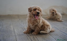 Maltipoo perros en venta: 🌟 Pequeños, tiernos y llenos de vida 💛 - Imagen 8