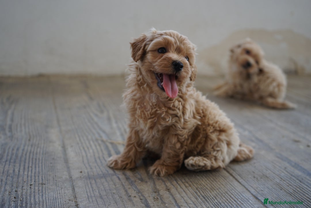 Maltipoo perros en venta: 🌟 Pequeños, tiernos y llenos de vida 💛 - Imagen 8