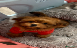 Shihpoo perros en venta: Preciosos Cachorritos  ShihPoo en Villarta - Imagen 10