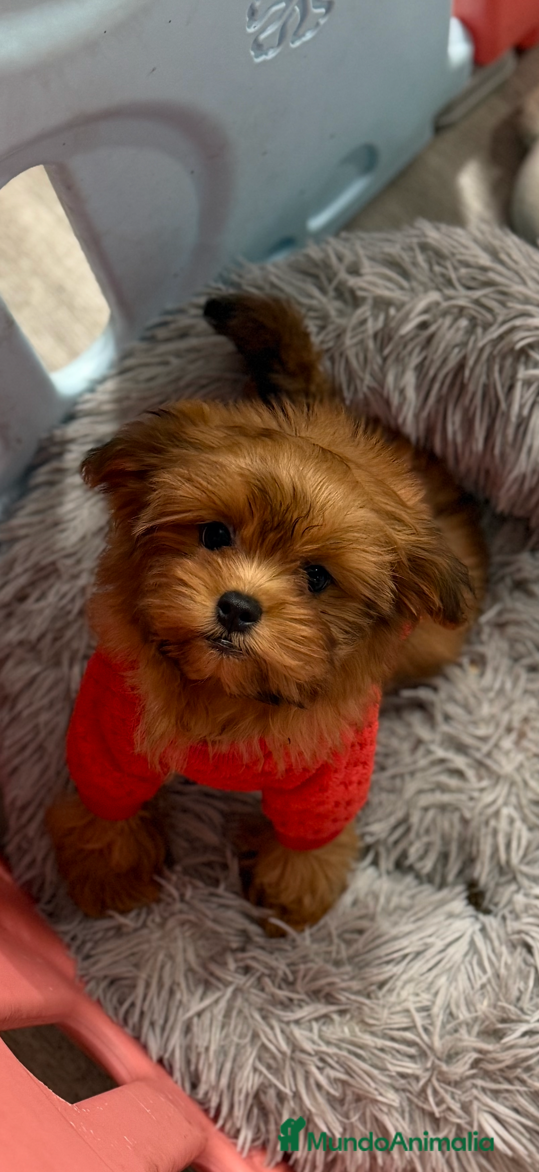 Shihpoo perros en venta: Preciosos Cachorritos  ShihPoo en Villarta - Imagen 10