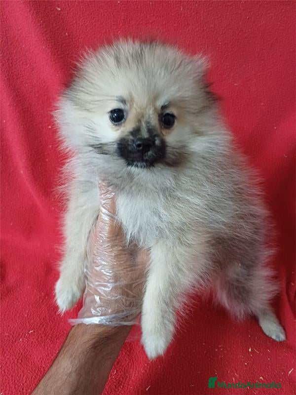Pomerania perros Pomerania Mini  - Anuncio 1