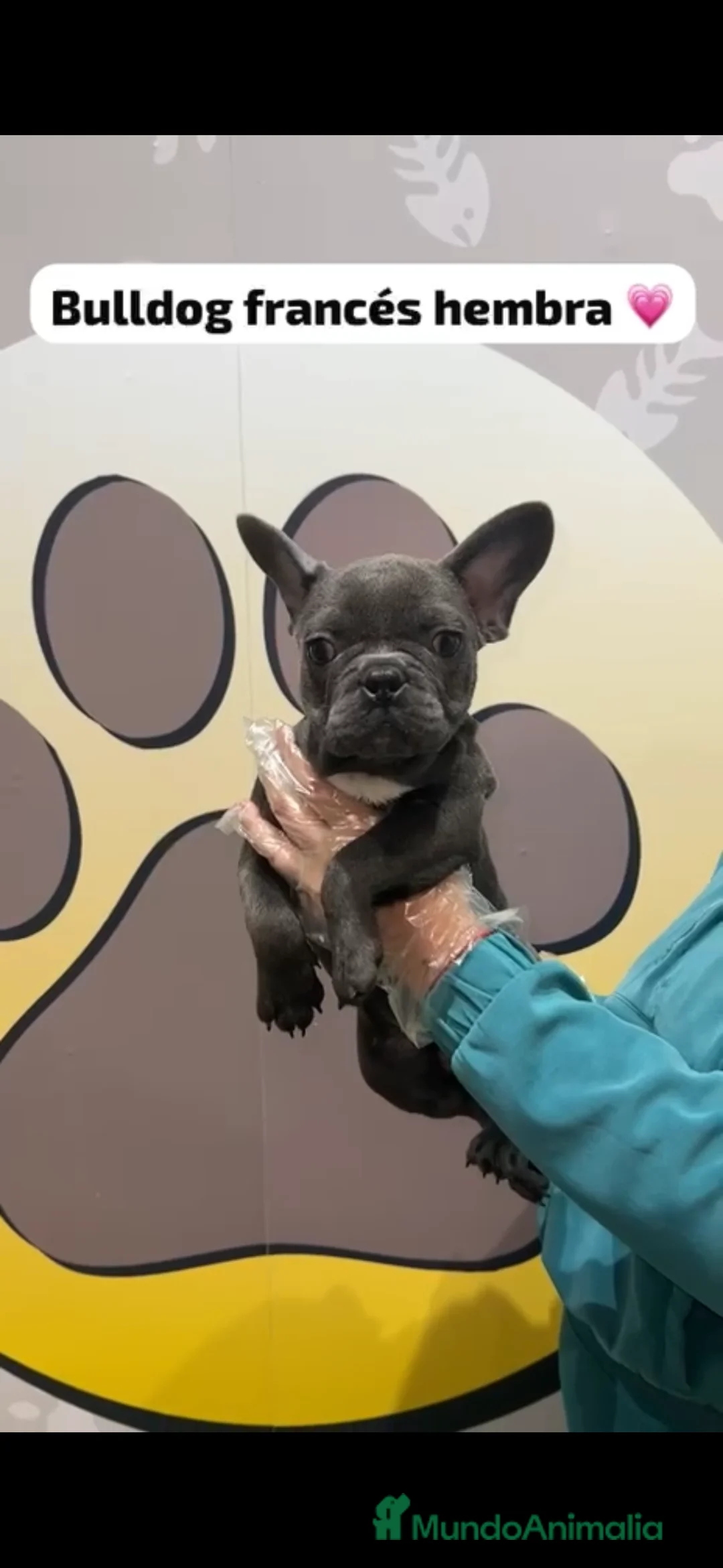 Bulldog Francés perros en venta: Bulldog francés blue hembra - Anuncio 3