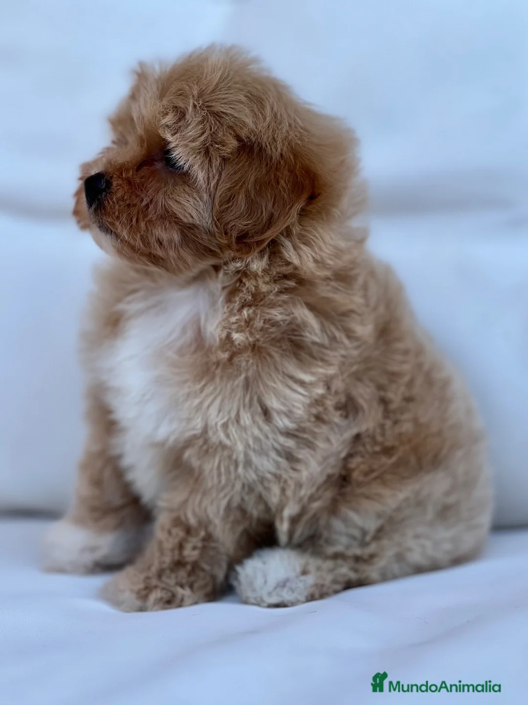 Maltipoo perros en venta: ESPECTACULAR MACHITO MALTIPOO - Anuncio 4