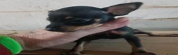 Ratón de Praga perros en venta: Cachorro de ratón de Praga  - Anuncio 6