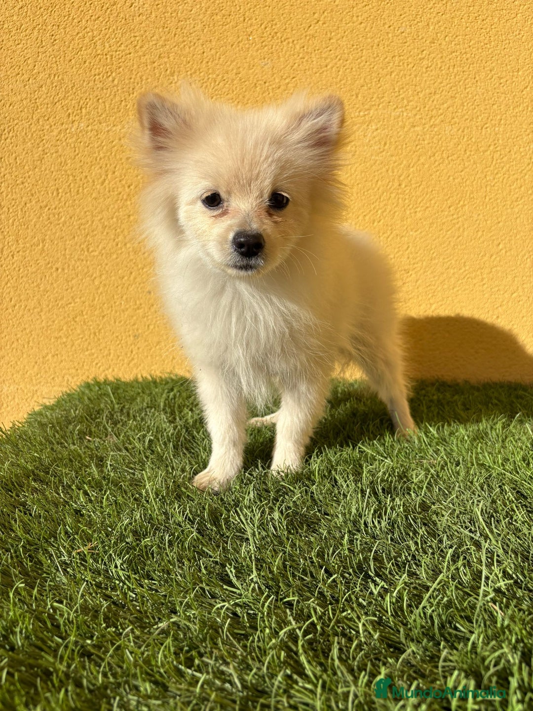 Pomerania perros en venta: Pomerania toy macho blanco  - Imagen 5