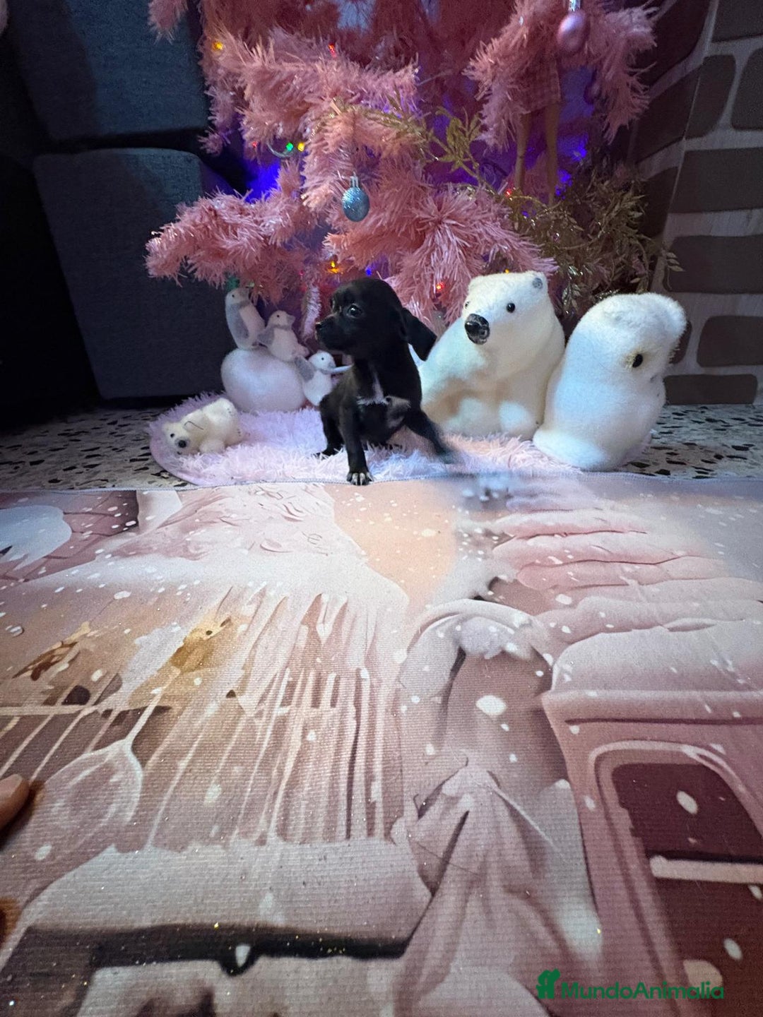 Chihuahua perros en venta: Chihuahua toy negro  - Anuncio 13