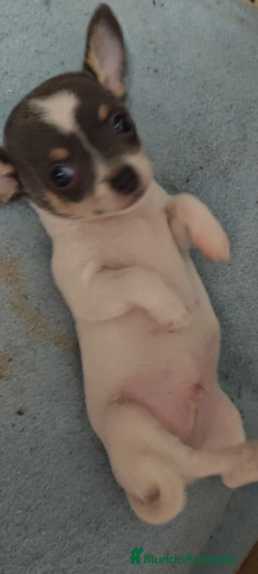Chihuahua perros en venta: Chihuahua mini mini - Imagen 3