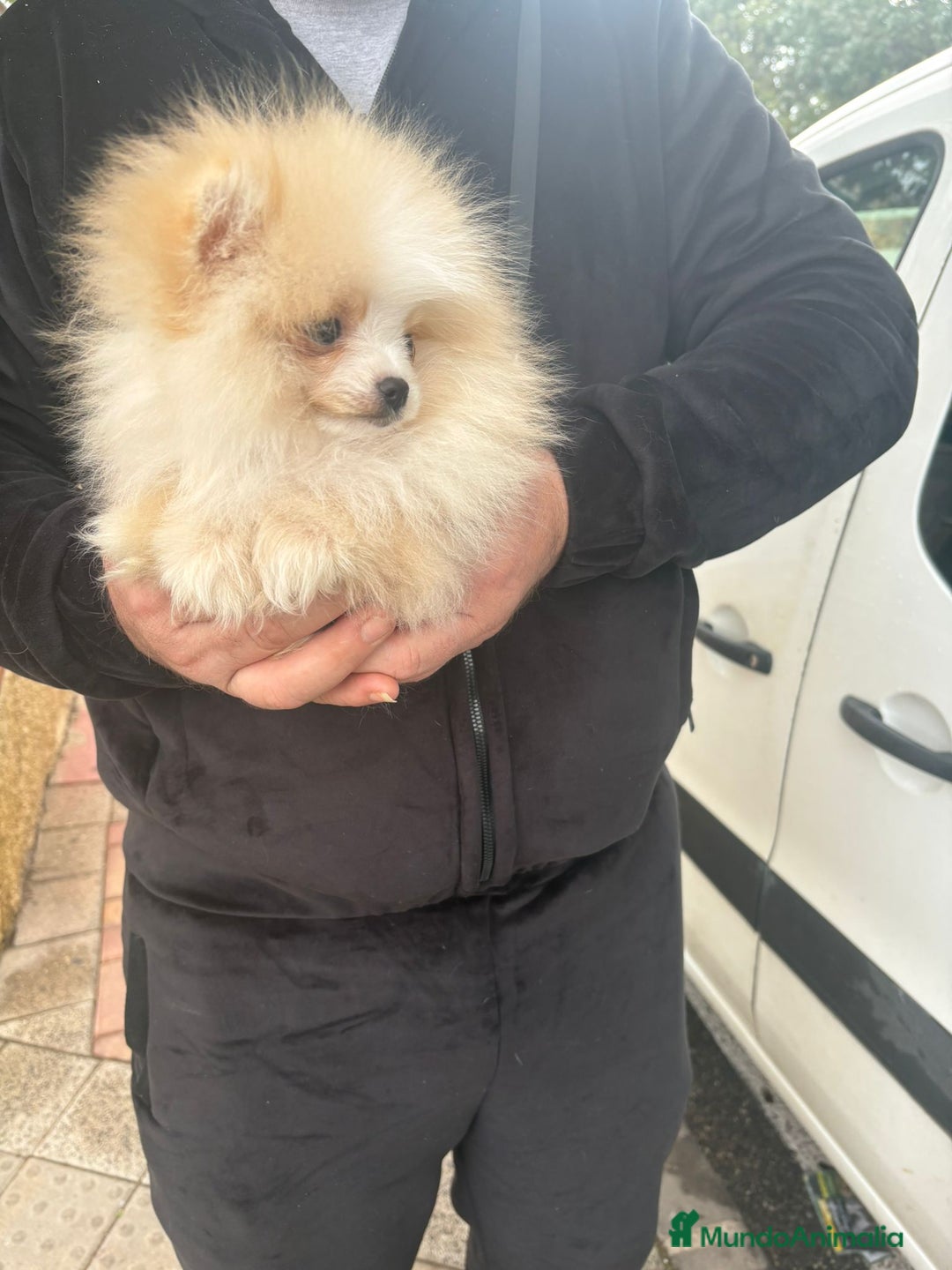 Pomerania perros en venta: POMERANIAS AMERICANOS TAMAÑO TOY - Anuncio 3