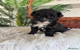 Caniche Toy perros en venta: CANICHE TOY HEMBRA - Imagen 6