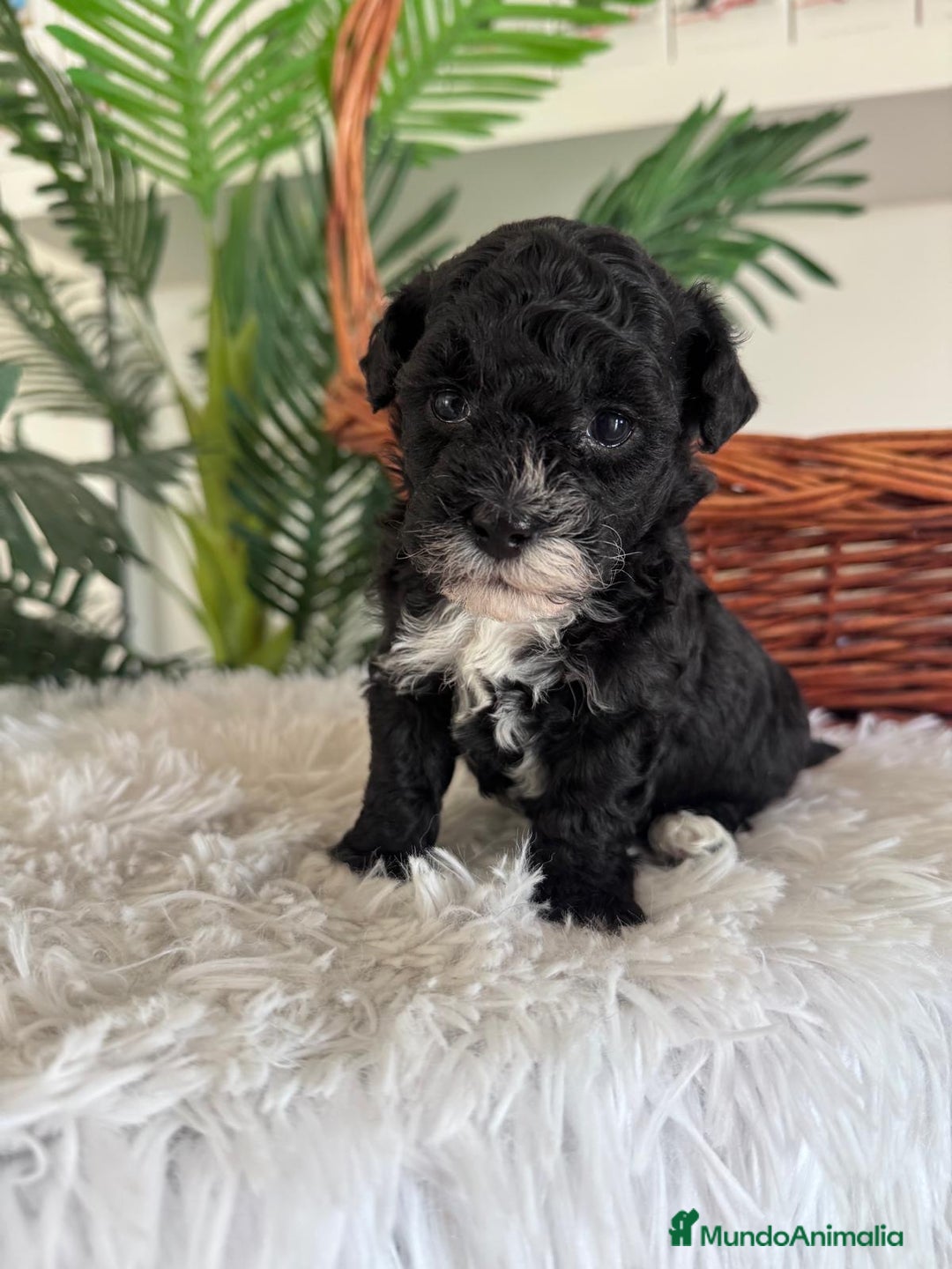 Caniche Toy perros en venta: CANICHE TOY HEMBRA - Imagen 6