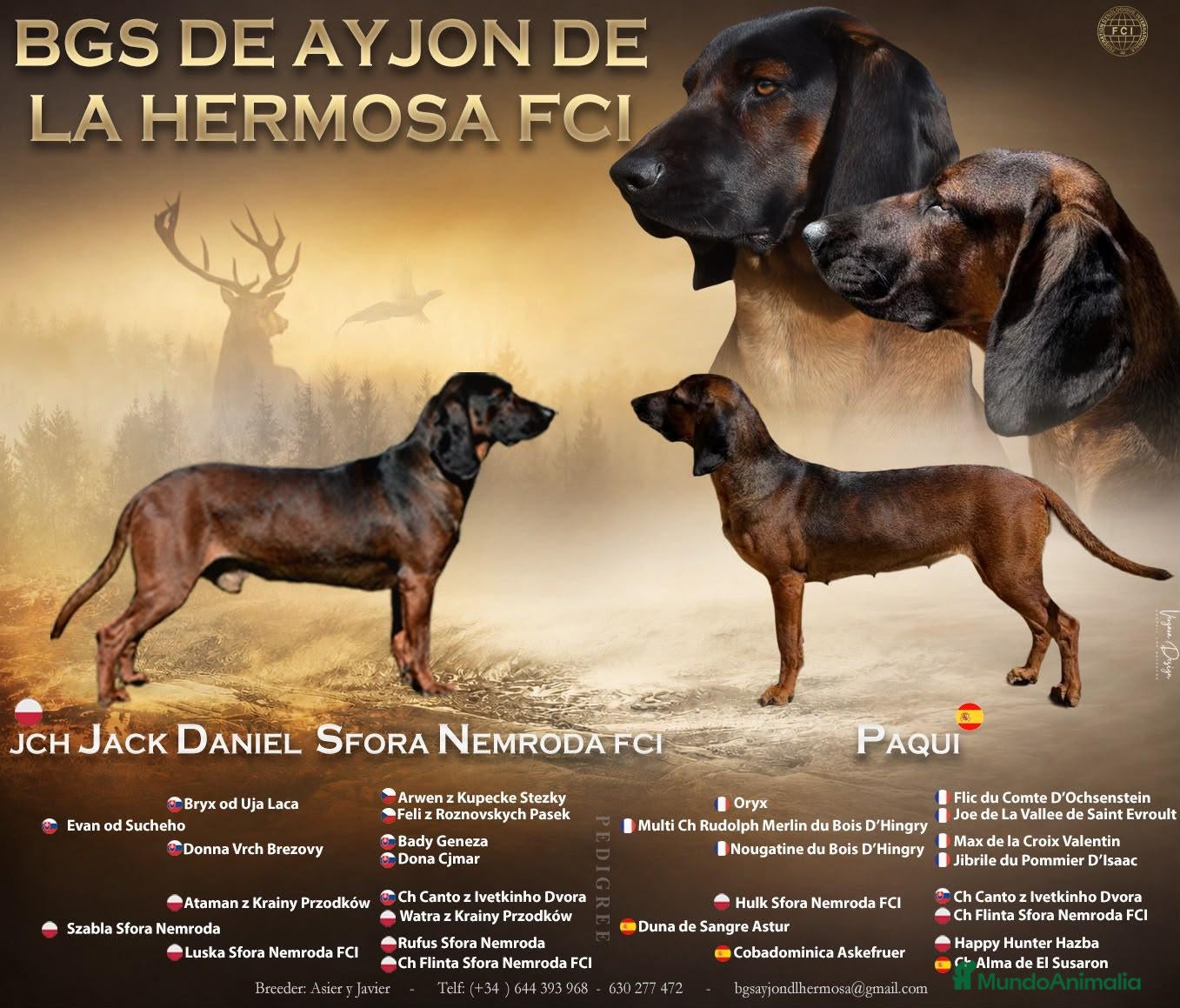 Sabueso de Sangre de Baviera perros Sabueso de sangre Baviera solo WhatsApp 616121781 - Anuncio 1