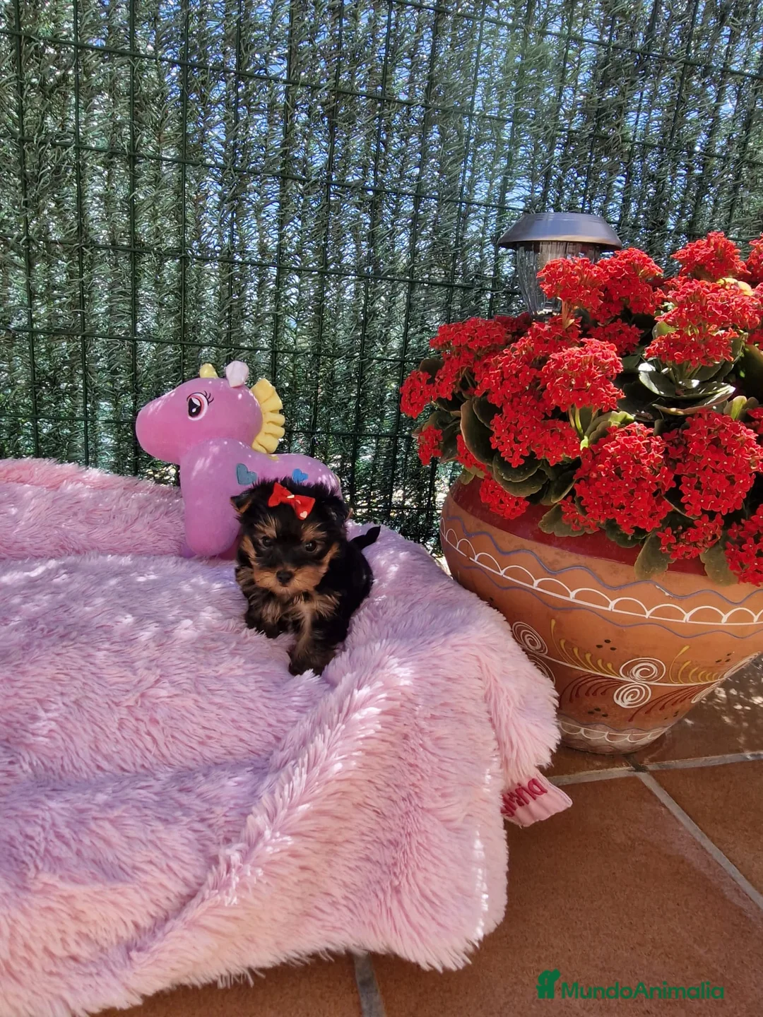 Yorkshire Terrier perros en venta: Yorkshire toy en Barcelona - Anuncio 7