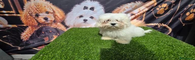 Bichón Maltés 1 BALU