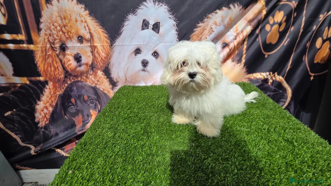 Bichón Maltés perros en venta: Bichon maltés Benidorm 604370339 - Anuncio 1