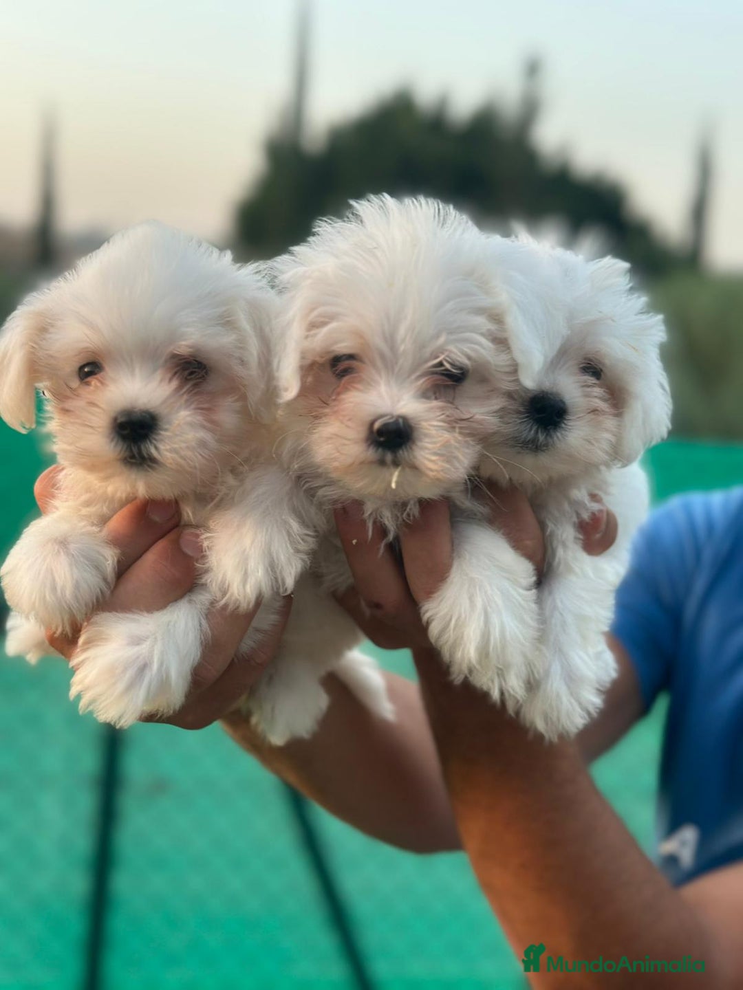 Bichón Maltés perros en venta: Bichón maltés mini toy  - Imagen 5
