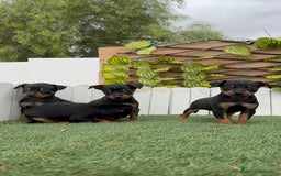 Pinscher Miniatura perros en venta: PINSCHER MUNIATURA - Imagen 15