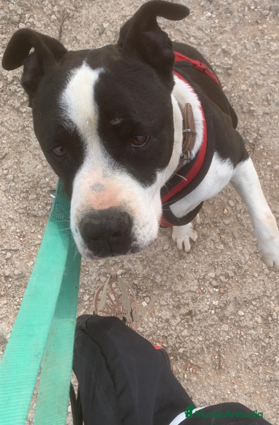 American Staffordshire-Terrier perros en adopcion: GULLIVER ❤️ en Adopción  - Anuncio 3