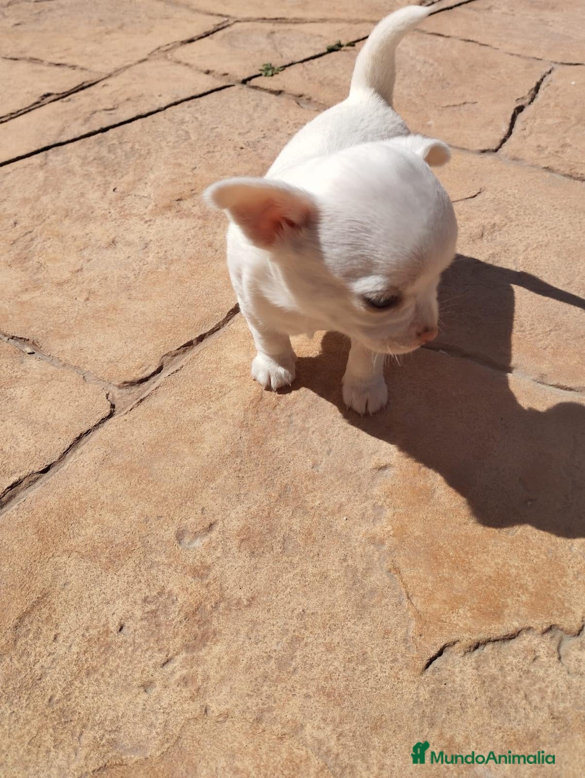 Chihuahua perros PEQUEÑOS CHIHUAHAS TOY ✨ - Anuncio 30