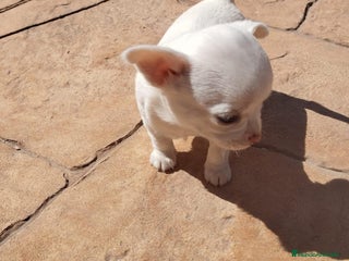 Chihuahua perros PEQUEÑOS CHIHUAHAS TOY ✨ - Anuncio 2