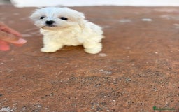 Bichón Maltés perros en venta: Bichon maltés toy  - Imagen 8
