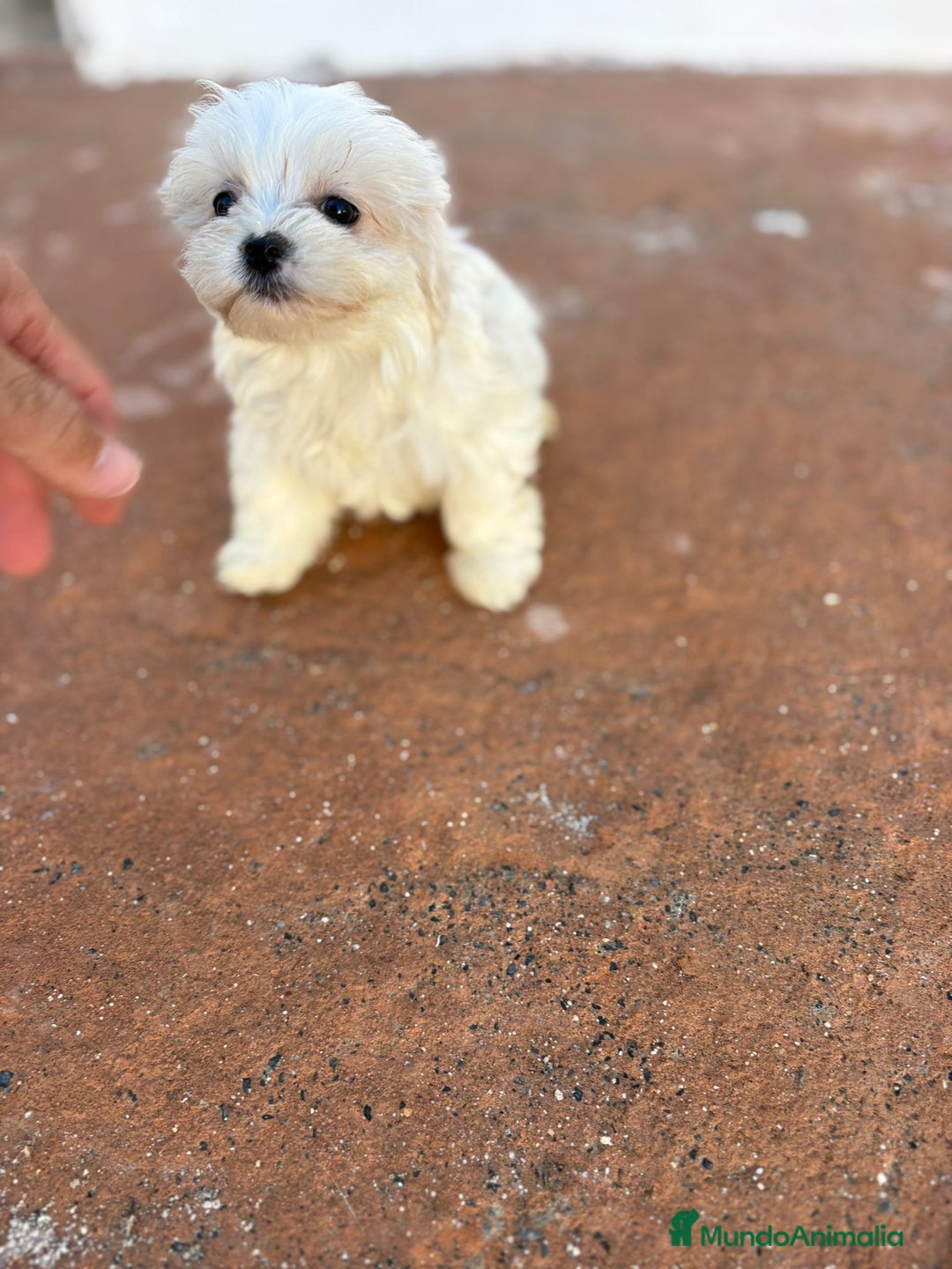 Bichón Maltés perros en venta: Bichon maltés toy  - Imagen 8