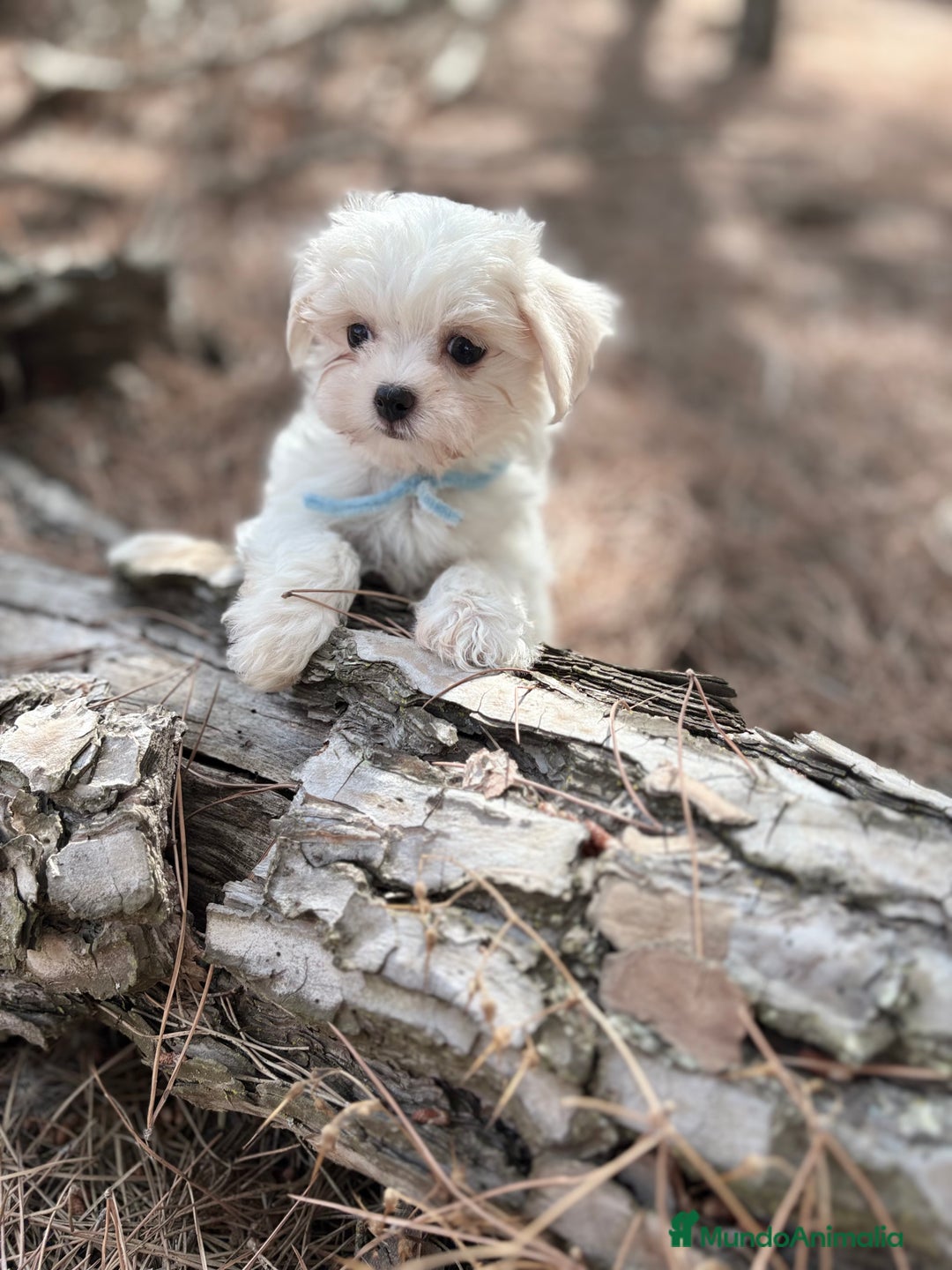 Bichón Maltés perros en venta: Bichon Maltés alta calidad muy buenas líneas  - Imagen 4